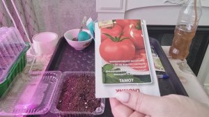 Посев семян томата Гномик для раннего урожая!🍅Посев Вербены Идеал.🌺