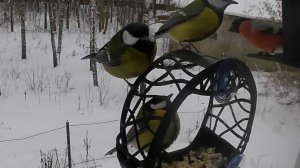 Синицы объелись