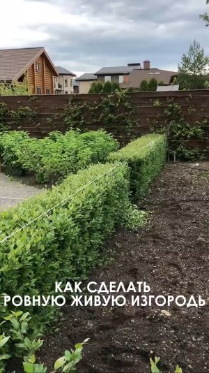 КАК СДЕЛАТЬ РОВНУЮ ЖИВУЮ ИЗГОРОДЬ