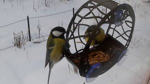 Синицы зажрались выкидываю семечки и личики