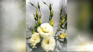 Мои цветочки Вам для настроения 😊😊😊🌺🌺🌺🌺