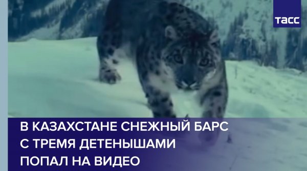 В Казахстане снежный барс с тремя детенышами попал на видео