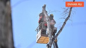 Рубки деревьев на прудах взволновали хабаровчан