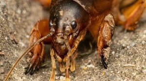 Медведка: Кошмар Фермеров и Монстр Среди Насекомых | Интересные факты про медведку