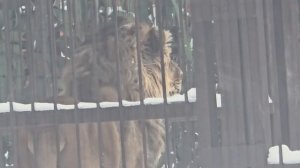 110226г Кто тампометил в нужном направлении и снова в вольер 4