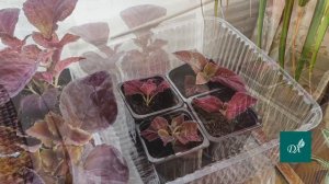 О ПОЛЬЗЕ ПРИЩИПКИ КОЛЕУСОВ