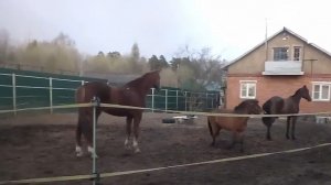 Наши леди опять повздорили