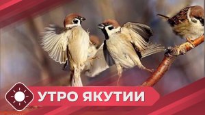 Утро Якутии: Перепись воробьев (11.02.26)