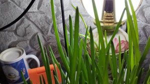 Своя зелень на окошке...лучшая альтернатива товарам из магазина