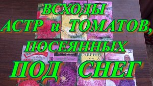 Всходы АСТР и ТОМАТОВ, посеянных ПОД СНЕГ.