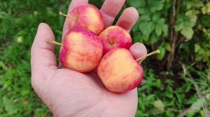 Трансцендент - старинная американская ранетка