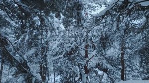 Директор-дрессировщик на работе