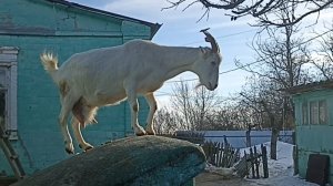 Деревенские будни//Потеплело, все животные гуляют по двору//Незатейливая еда.