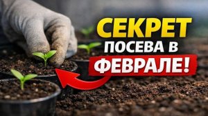 Ранний урожай Что посеять в феврале чтобы соседи завидовали Секрет для ленивых