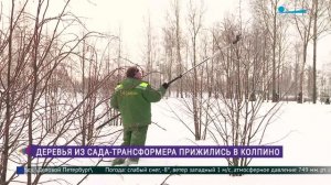 Прижились ли деревья из сада-трансформера в Колпино?
