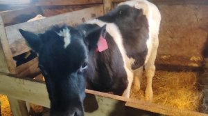 Милые бычки, смотреть всем!