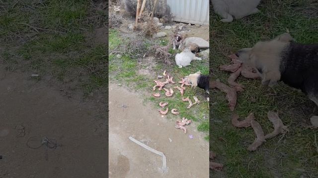 Во время кормления уличных собак, подъехал парень который тоже кормит бездомных смотреть онлайн