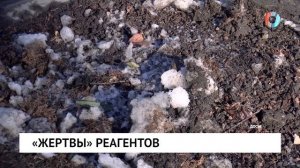 «Жертвы» реагентов