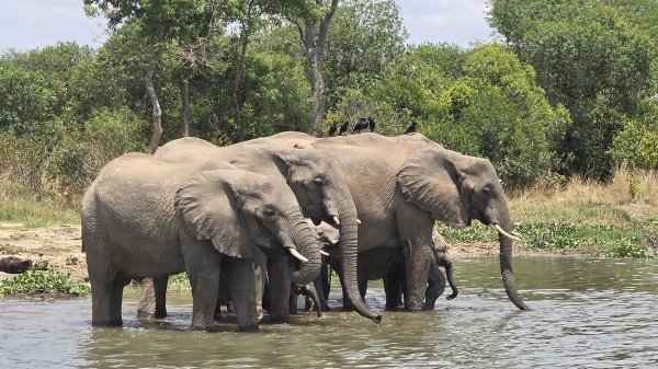 Нильские слоны охраняют своих детенышей, Уганда