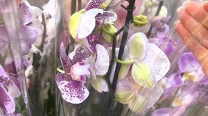 Крепкие дылдочки 😲 привезли Не смотря на сильные морозы. Обзор новых поступлений в 4 ТЦ. Ищем отеки