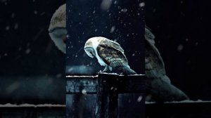 Garik Garik  Письмо из крытой.....☝️💯