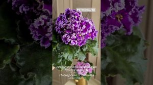 АВ-Цветочные Лабиринты,  АВ-Необузданная Фантазия,  ГЕА-Забава, ГЕА-Лавандовый Зайка- прекрасно соче