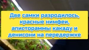 Две самки разродилось, красные нимфеи, апистораммы какаду и денисони на передержке