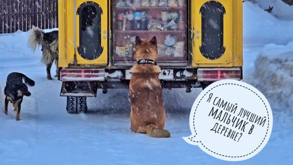 Автолавка привезла Псу Кубику рыбов его мечты от Ирины! Сова Ёль считает, что снег угуел совсем