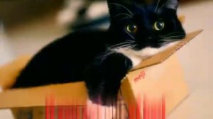 максвелл кот легенда имба мем