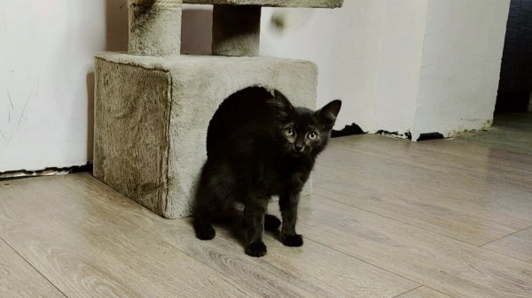 Как живётся спасённому чёрному котенку. Часть 5