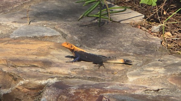 Нильский завтрак в Уганде