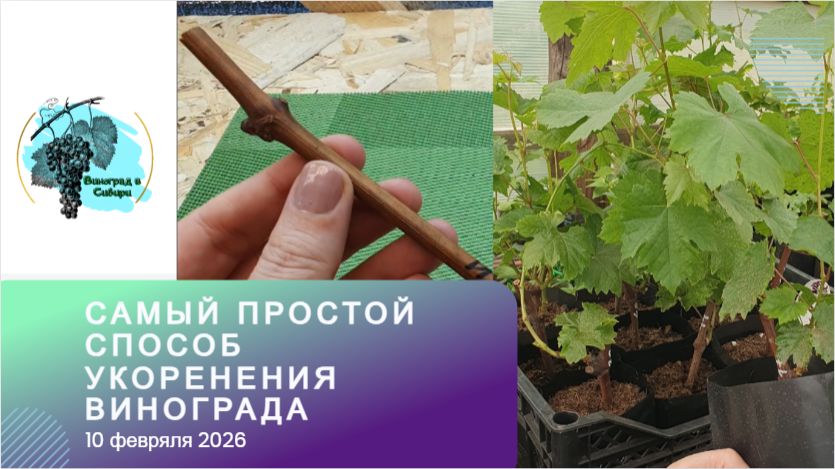 Скоро! Самый простой способ укоренение винограда смотреть онлайн