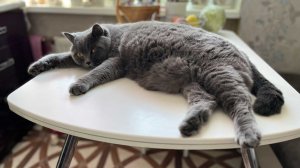 Вся правда про британского кота. Отзыв на британского кота. Стоит ли заводить британца?