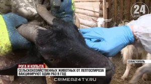Скот на инфекции проверяют в Севастополе