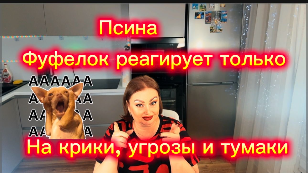 Дрессированный Фуфел понимает только тычки и тумаки🤭Куча велела завидовать её "красивым" ногам🤣 смотреть онлайн