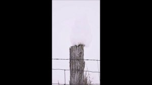 найди белую сову