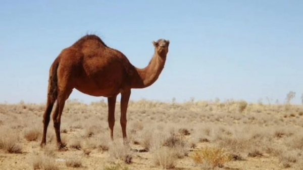 Басня про 282 статью УК РФ