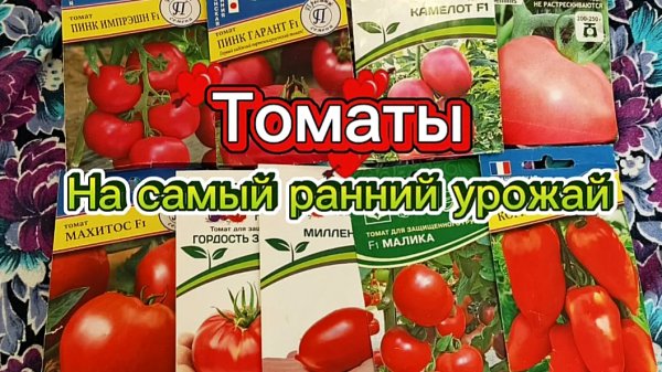 Выбираю томаты на самый ранний урожай.