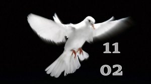 11.02.2026 - Прямая трансляция ст.Елизаветинская