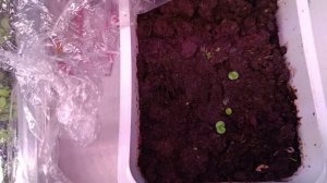 Мои первые всходы.