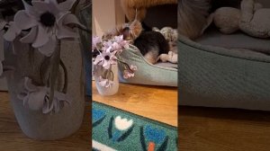 Тайная подружка😀🤣🐶