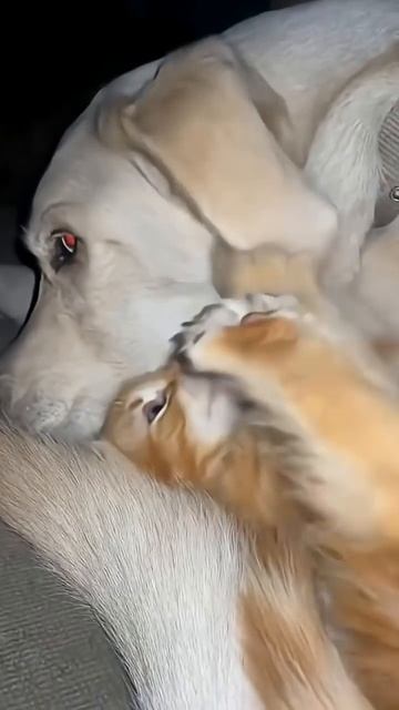 The kitten and his big dog uncle#CatsAndDogs #cute #fyp #love #catlover смотреть онлайн