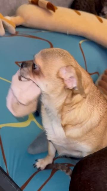 Соболь в своем репертуаре. смотреть онлайн