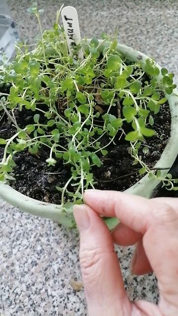 Мята Спирминт, сильно ментоловая, зимует в Сибири. смотреть онлайн