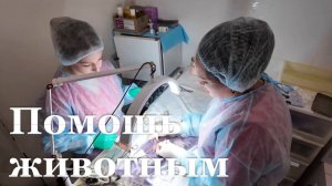 В ЛНР бесплатно стерилизуют 500 бездомных животных