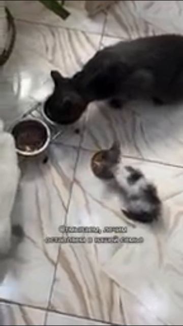 мини кот Vs кошка 🐱