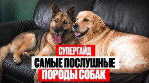 5 самых спокойных собак/Какую собаку выбрать новичку