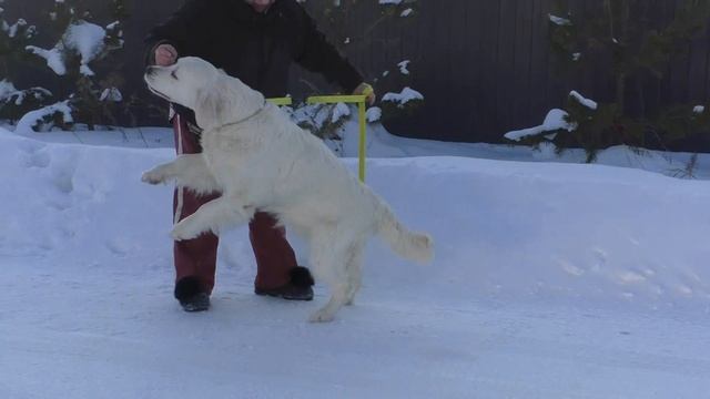 Violetta смотреть онлайн