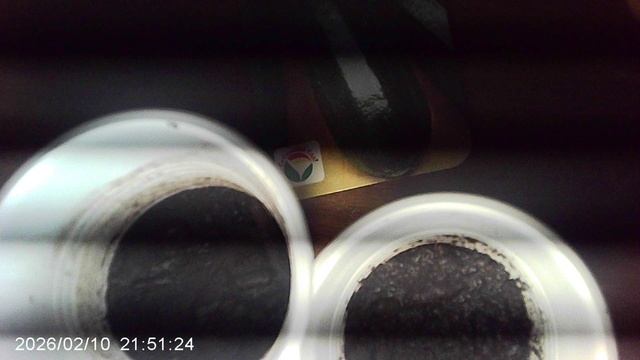 Промежуточный результат посадки семян кабачков (10 февраля 2026)