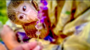 Ангелина, Степашка и Маняшка побежали ПРОВЕДАТЬ ЖОРИКА, а потом всем стало грустно))